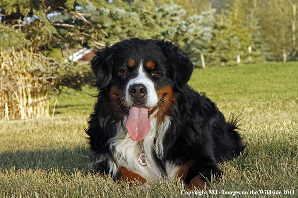 Bernese Mountain Dog.