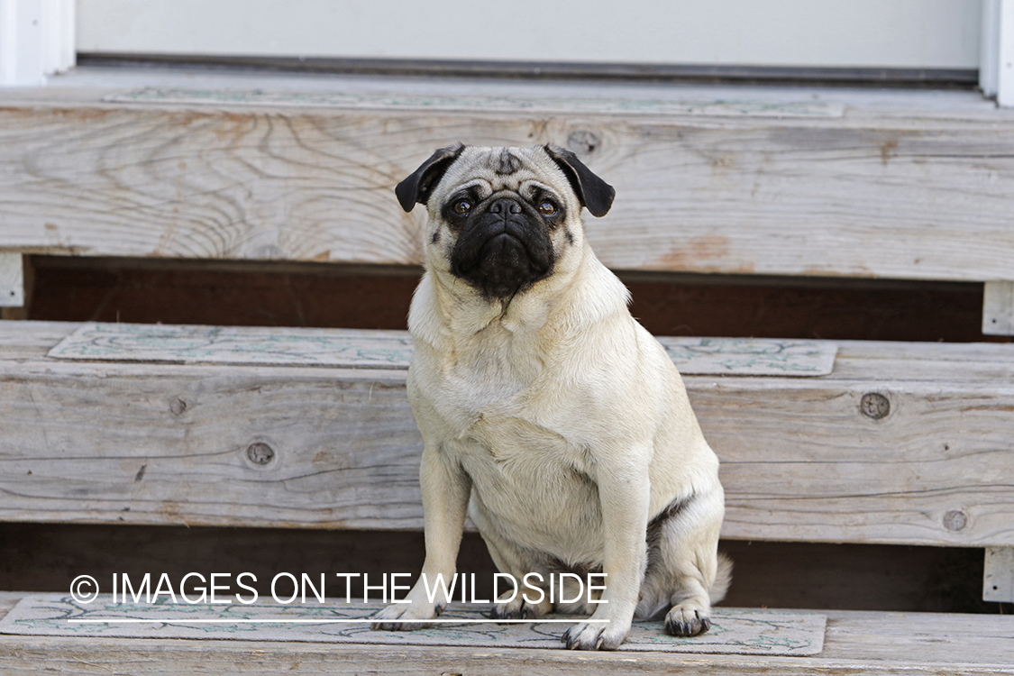 Pug on steps.