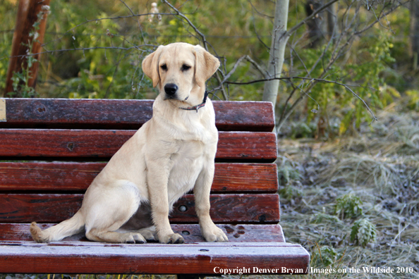 Yellow Labrador Retriever Puppy