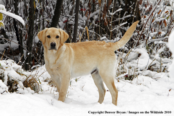 Yellow Labrador Retriever Puppy in the snow