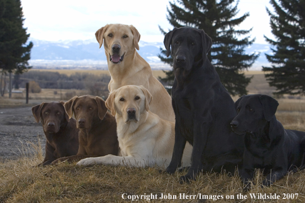 Multi-colored labrador retrievers in field.
