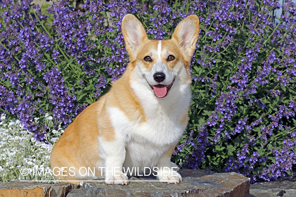 Welsh Corgi sitting on rock.