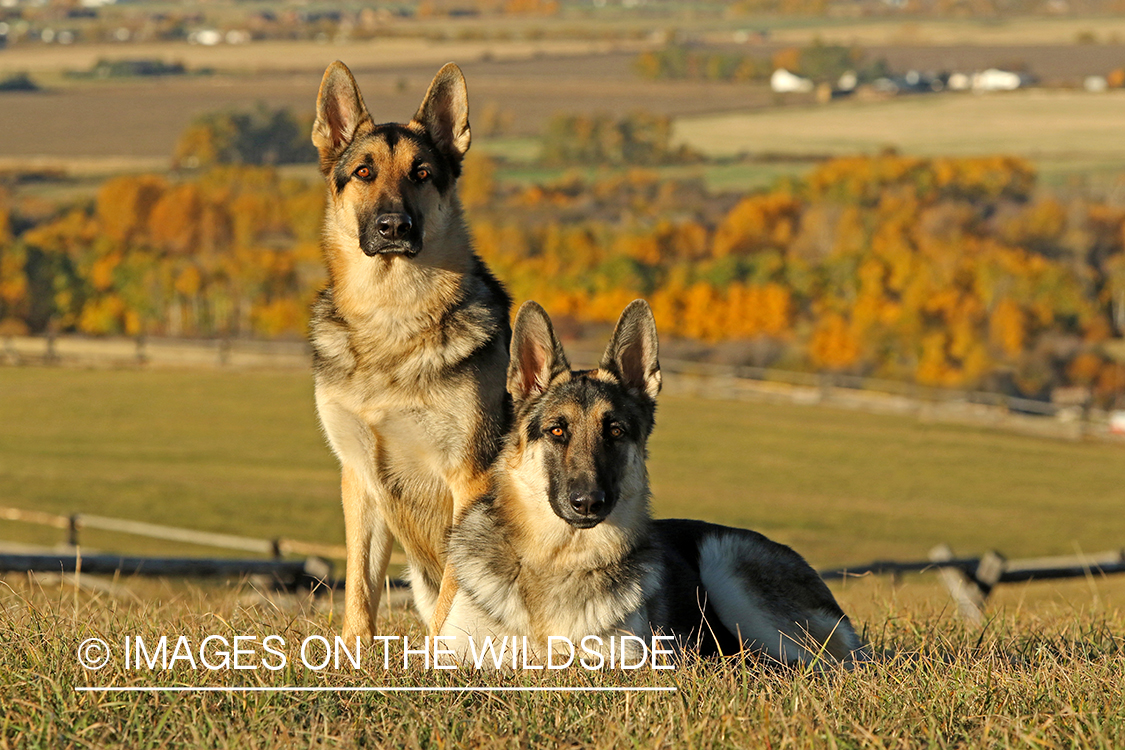 German Shepherds in grass.