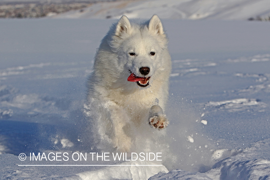 Samoyed in snow.