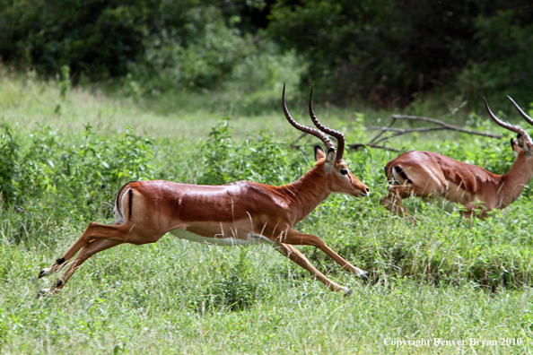 I mpala buck running (Africa).