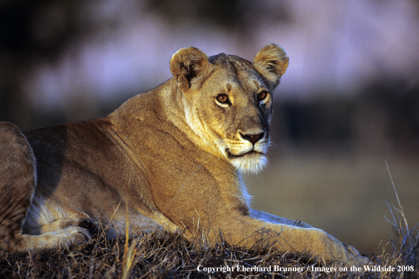 African Lioness