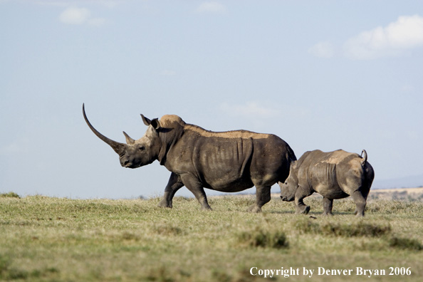 White African Rhinocerouses