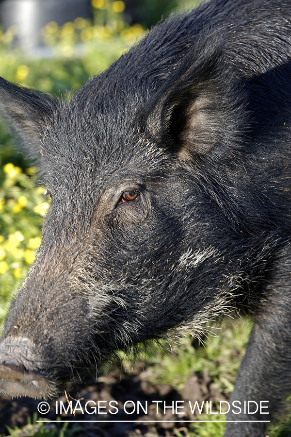 Feral hog in habitat.