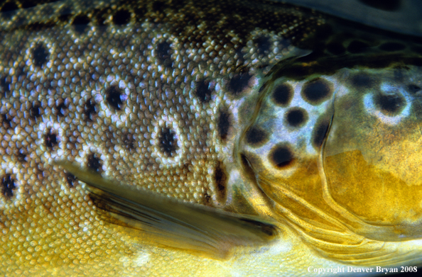 Close-up of Brown Trout