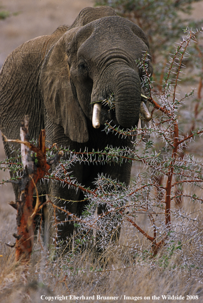 Bull Elephant in habitat