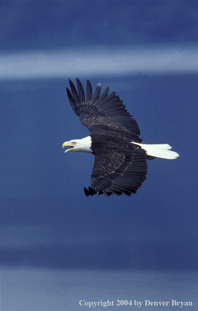Bald eagle in flight.