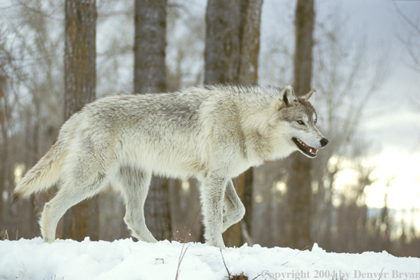Gray wolf in winter habitat.