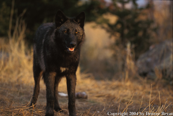 Gray wolf in habitat.