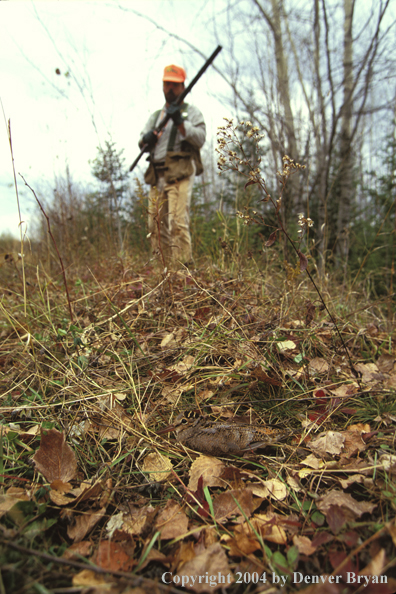 Upland bird hunter coming up on woodcock.