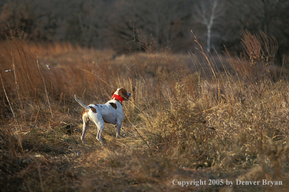 English Pointer.