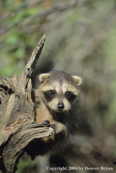 Baby raccoon on old tree snag.