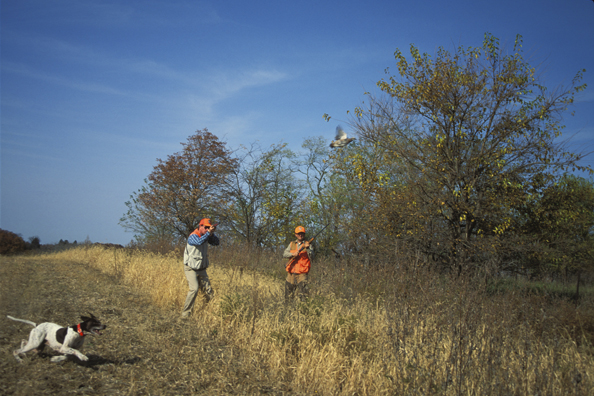 Upland bird hunters shooting at quail.