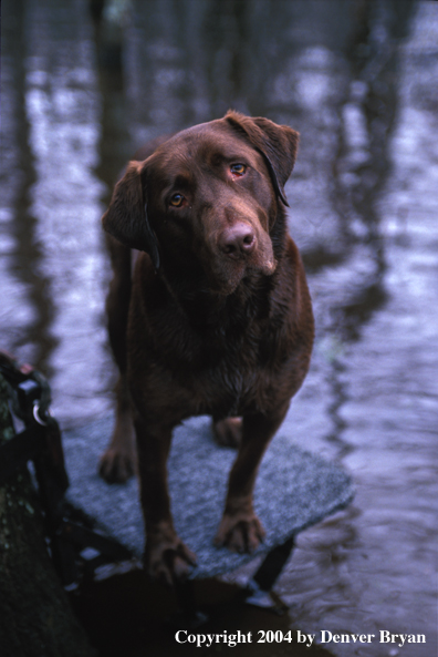 Chocolate Labrador Retriever 