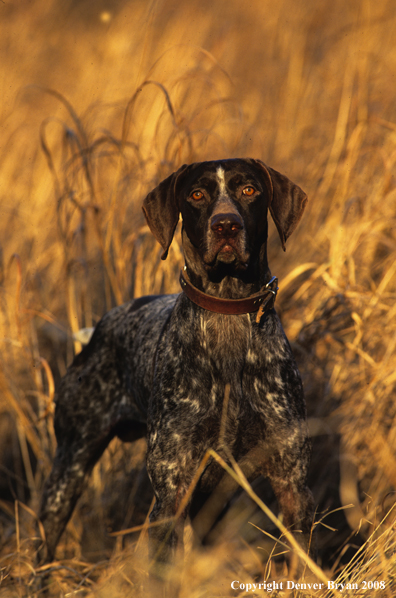 German Shorthair Pointer in field