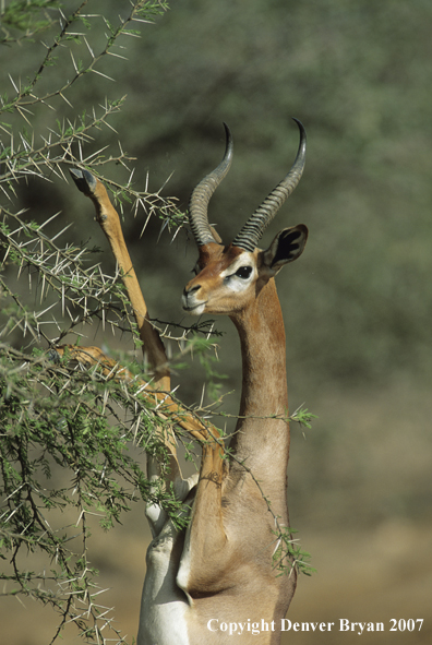 Gerenuk male on hind legs feeding.