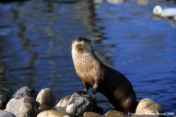 River Otter in habitat