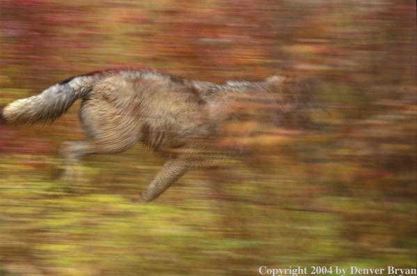 Gray wolf running.
