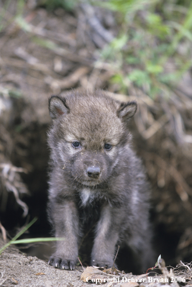 Gray wolf pups in den.