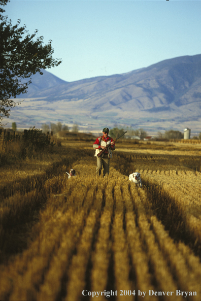 Upland bird hunter with two English Setters.