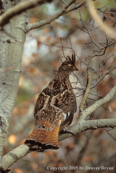 Ruffed Grouse in tree.