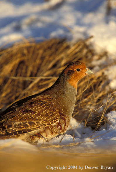 Hungarian Partridge in dead grass.