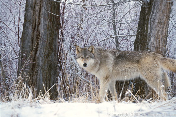 Gray wolf in winter habitat.