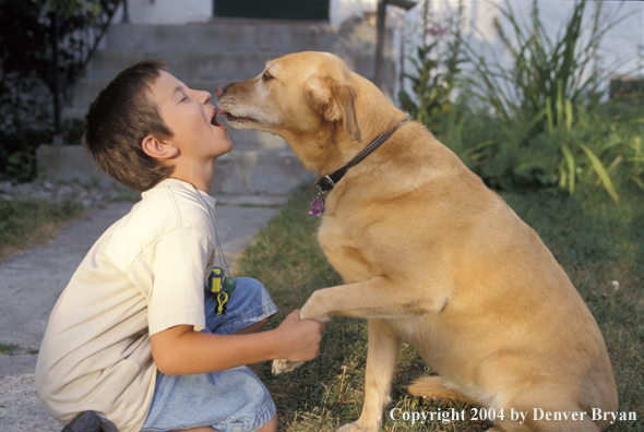Yellow Labrador Retriever with child
