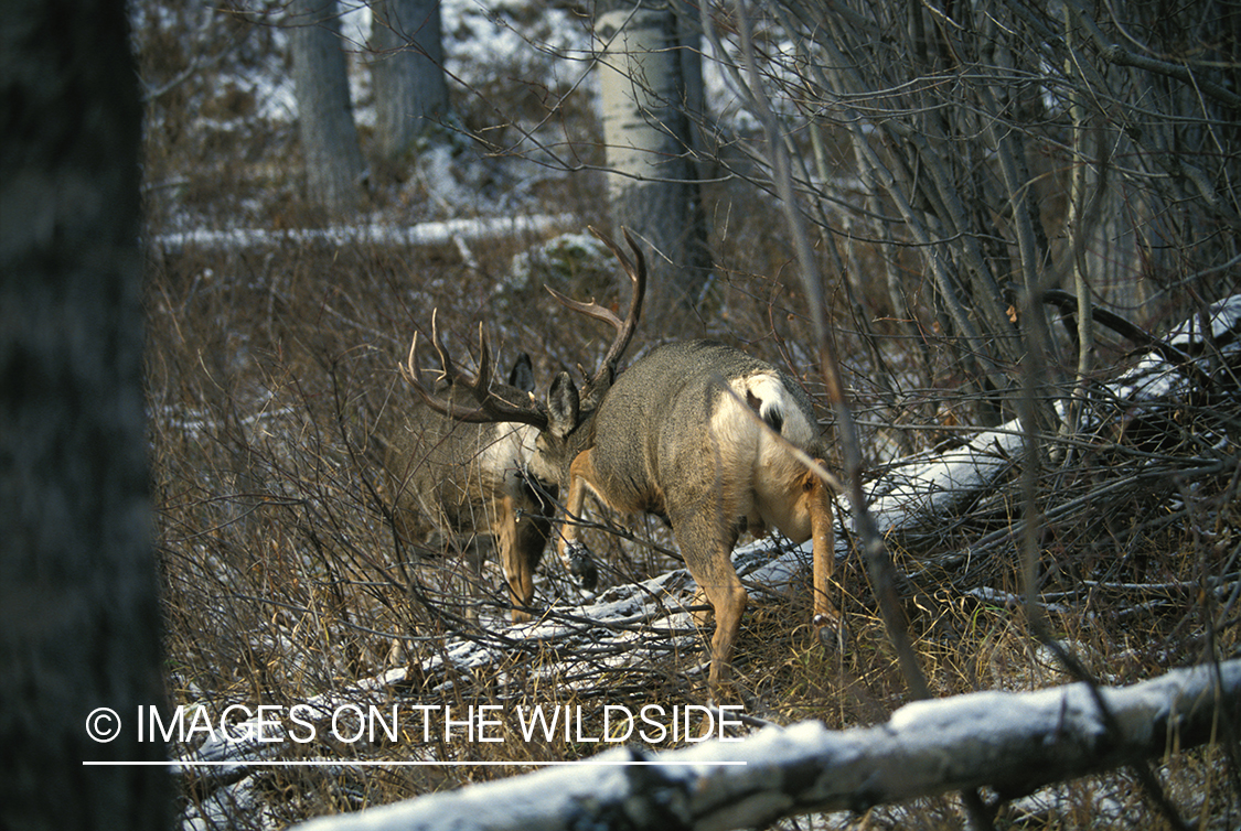 Mule deer and doe in habitat.
