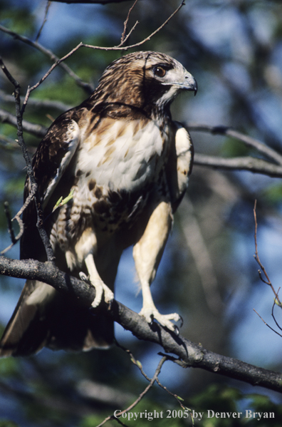 Red-tailed hawk perched in tree.
