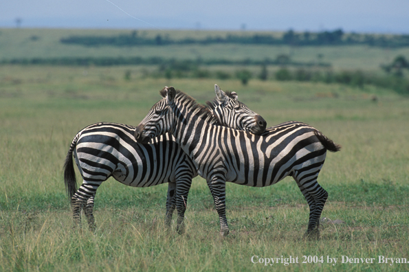 Burchell's zebra, pair with heads resting on other's back.  Kenya, Africa.