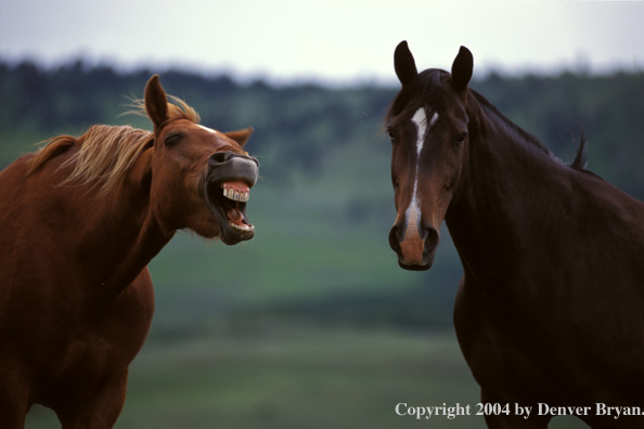 Quarter horses in pasture.