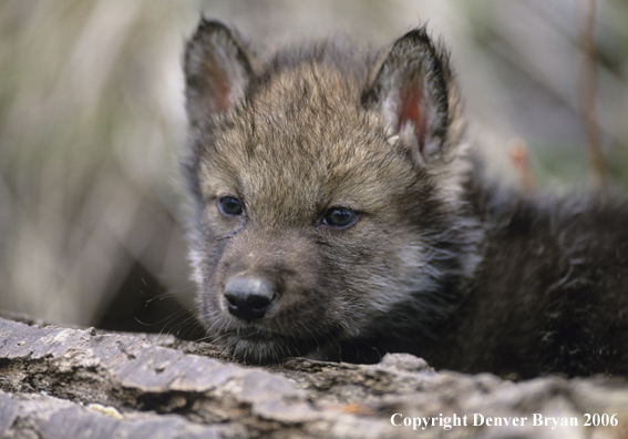 Gray wolf pup in habitat.