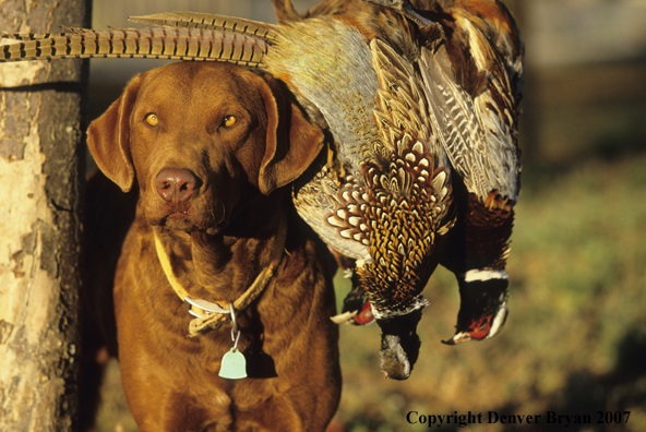 Chesapeake Bay Retriever in field with bagged birds