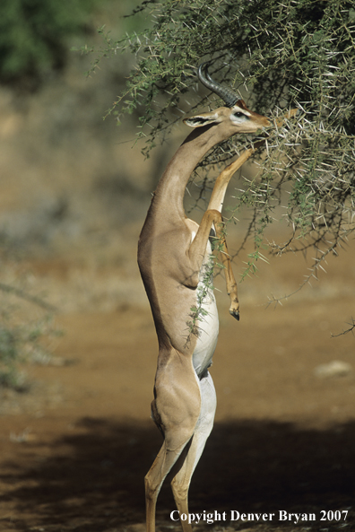 Gerenuk male on hind legs feeding.