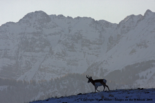 Grizzly Bear in habitat