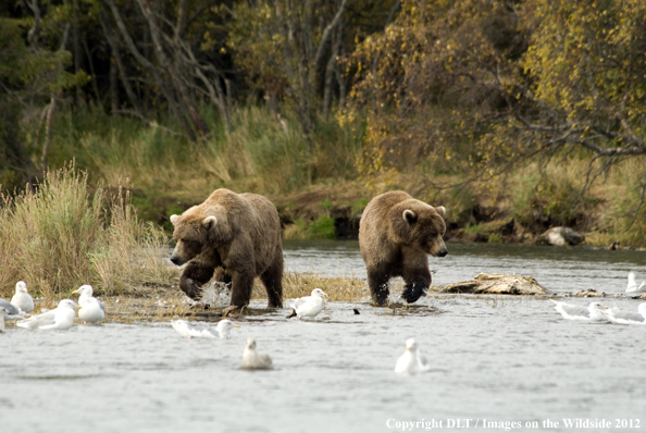 Brown bears in habitat. 