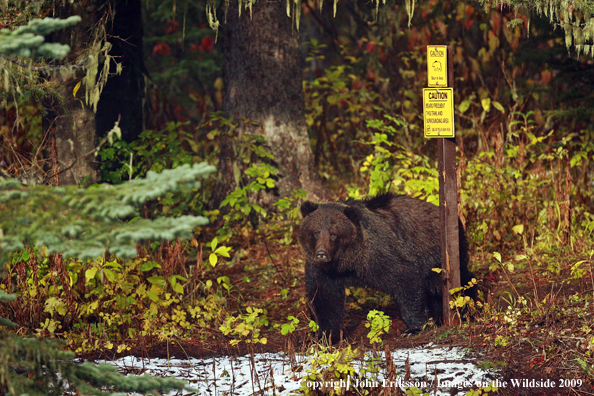 Brown Bear in habitat