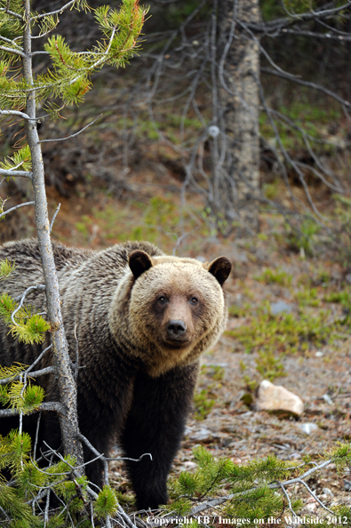Grizzly Bear in habitat (Original Image #00060-018.05D).