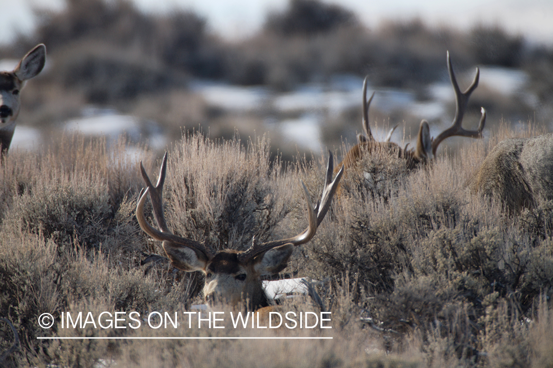 Mule deer in habitat