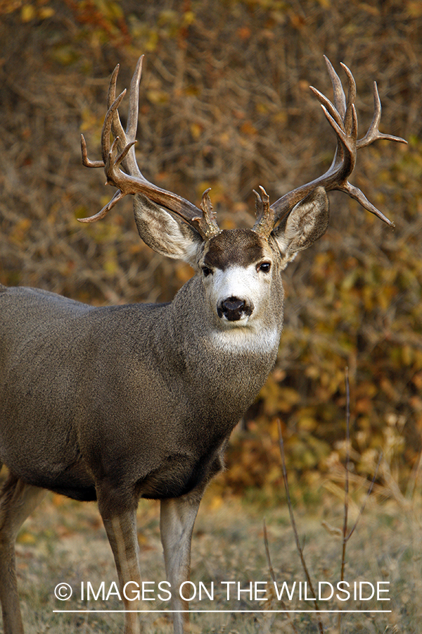 Mule deer 