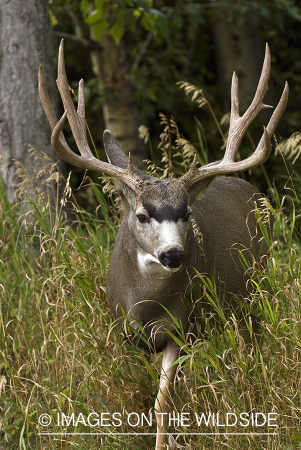 Mule deer 