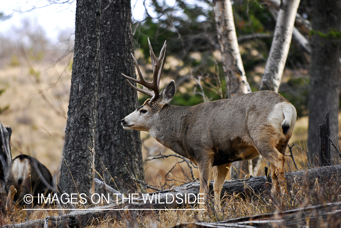 Mule deer 