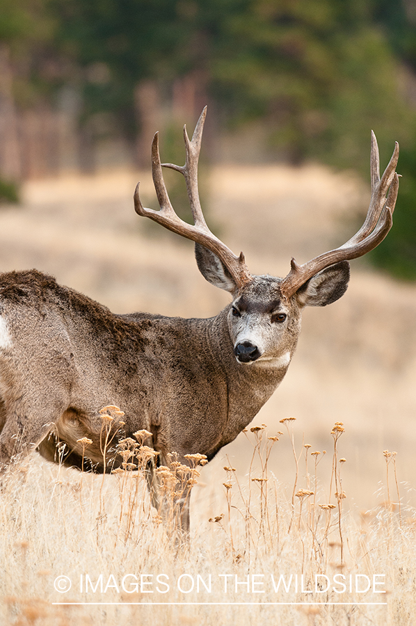 Mule Deer in habitat.
