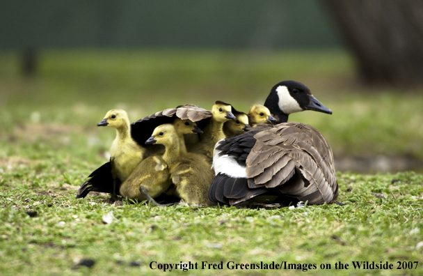 Canadian Goose with goslings