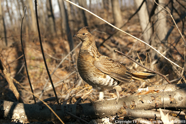 Ruffed Grouse in habitat. 